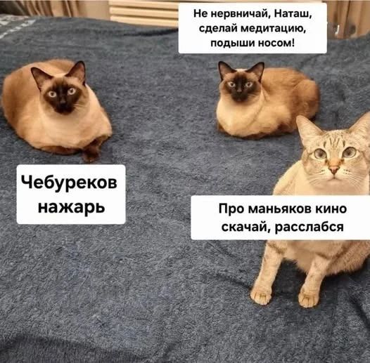 – Наташ чебуреков нажарь.
– Не нервничай, Наташ, сделай медитацию, подыши носом!
– Про маньяков кино скачай, расслабся.