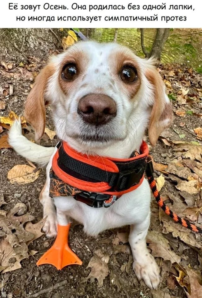 Её зовут Осень. Она родилась без одной лапки, но иногда использует симпатичный протез.