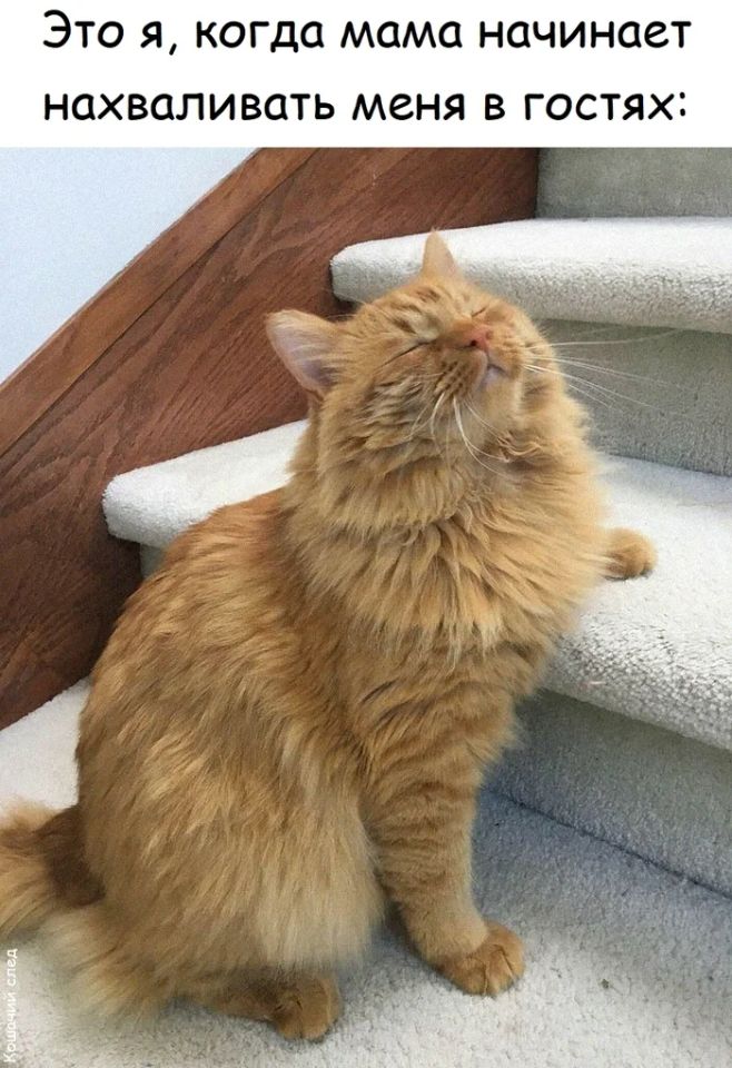 *Это я, когда мама начинает нахваливать меня в гостях*