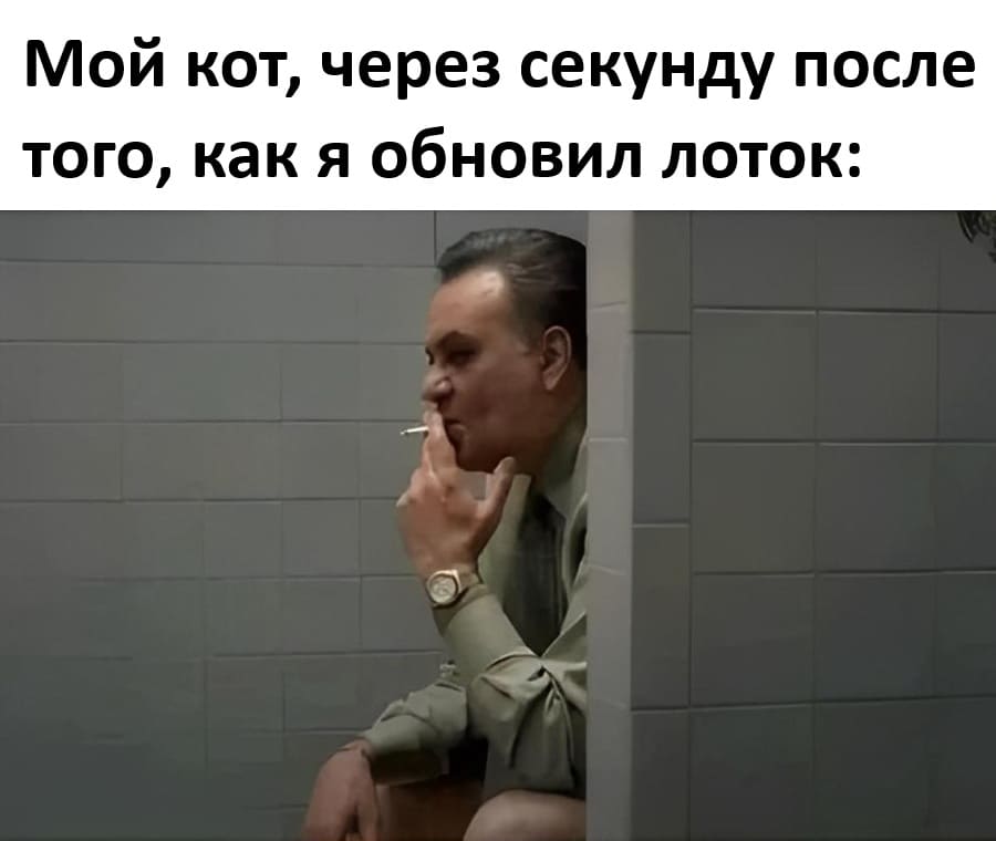 *Мой кот, через секунду после того, как я обновил лоток*