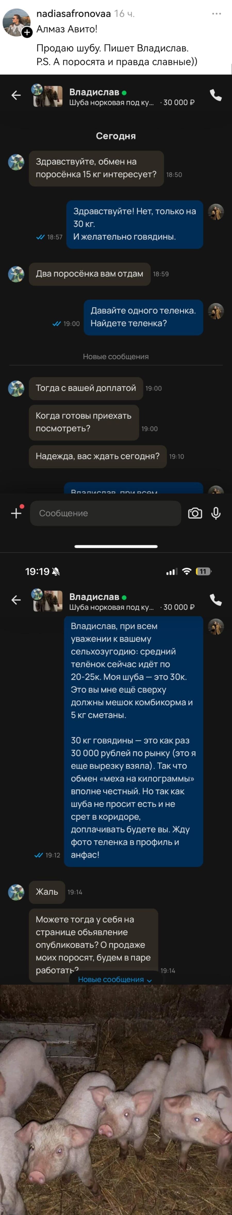 – Алмаз Авито! Продаю шубу. Пишет Владислав. А поросята и правда славные))
– Здравствуйте, обмен на поросёнка 15 кг интересует? 
– Здравствуйте! Нет, только на 30 кг. И желательно говядины.
– Два поросёнка вам отдам.
– Давайте одного теленка... Найдете теленка?
– Тогда с вашей доплатой. Когда готовы приехать посмотреть? Надежда, вас ждать сегодня?
– Владислав, при всем уважении к вашему сельхозугодию: средний телёнок сейчас идёт по 20-25к. моя шуба - это ЗОК. Это вы мне ещё сверху должны мешок комбикорма и 5 кг сметаны. 30 кг говядины — это как раз 30 000 рублей по рынку (это я еще вырезку взяла). Так что обмен «меха на килограммы» вполне честный. Но так как шуба не просит есть и не срет в коридоре, доплачивать будете вы. Жду фото теленка в профиль и анфас!
– Можете тогда у себя на странице объявление опубликовать? О продаже моих поросят, будем в паре работать?