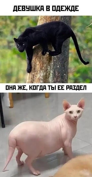 *Девушки в одежде и без*