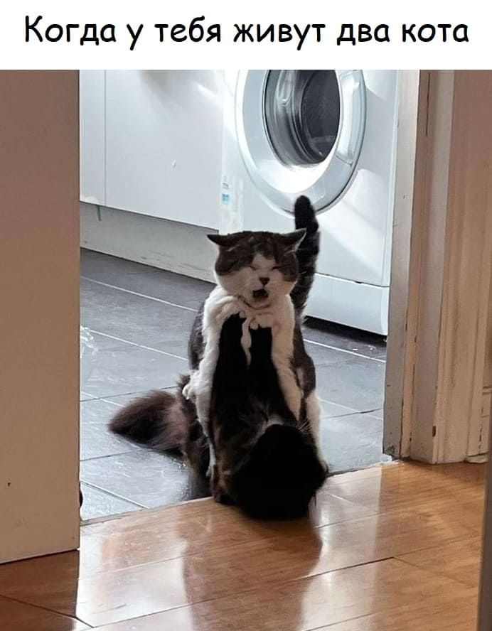 *Когда у тебя живут два кота*