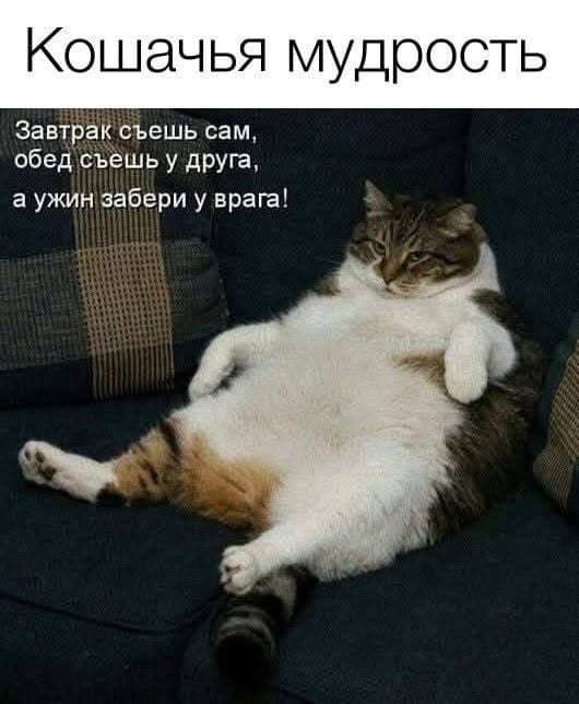 Кошачья мудрость:
Завтрак съешь сам,
обед съешь у друга,
а ужин забери у врага!