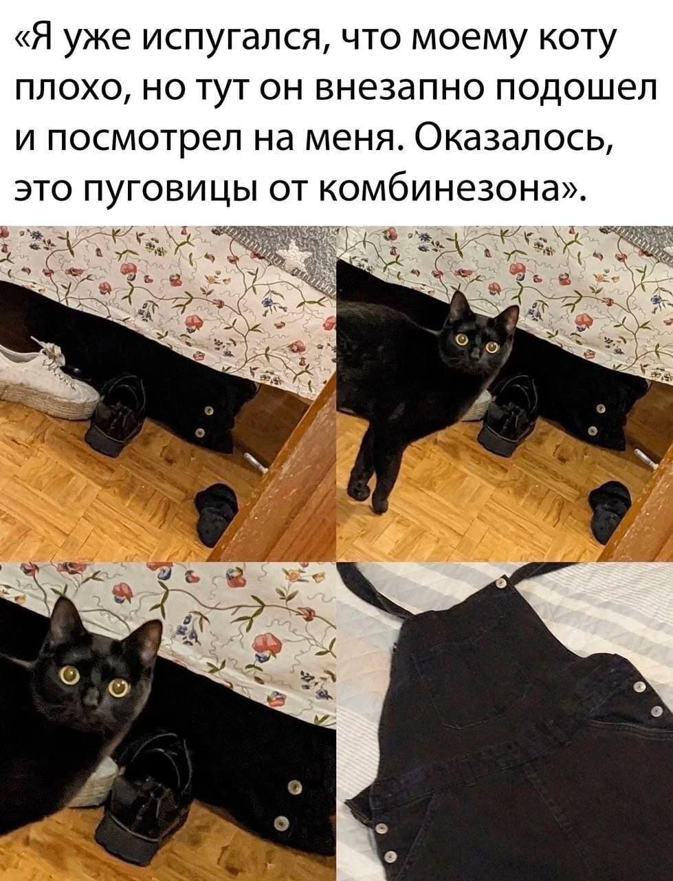 «Я уже испугался, что моему коту плохо, но тут он внезапно подошел и посмотрел на меня. Оказалось, это пуговицы от комбинезона».