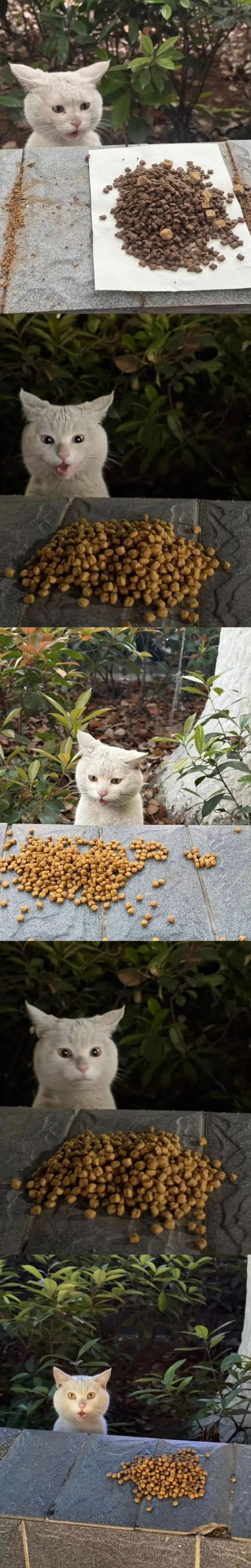 Девушка каждый день подкармливает уличного кота – и всякий раз он искренне удивляется.
Выглядит это столь мило, что она теперь делает его снимки перед трапезой. «Господи-мяу, это все мне?!» – наверное, что-то подобное проносится в голове у котейки. Жизнь на улице жестока, так что сытный ужин из ниоткуда каждый вечер и вправду покажется чудом. Пожелаем нашему герою почаще так удивляться.
Место действия: Южная Азия.