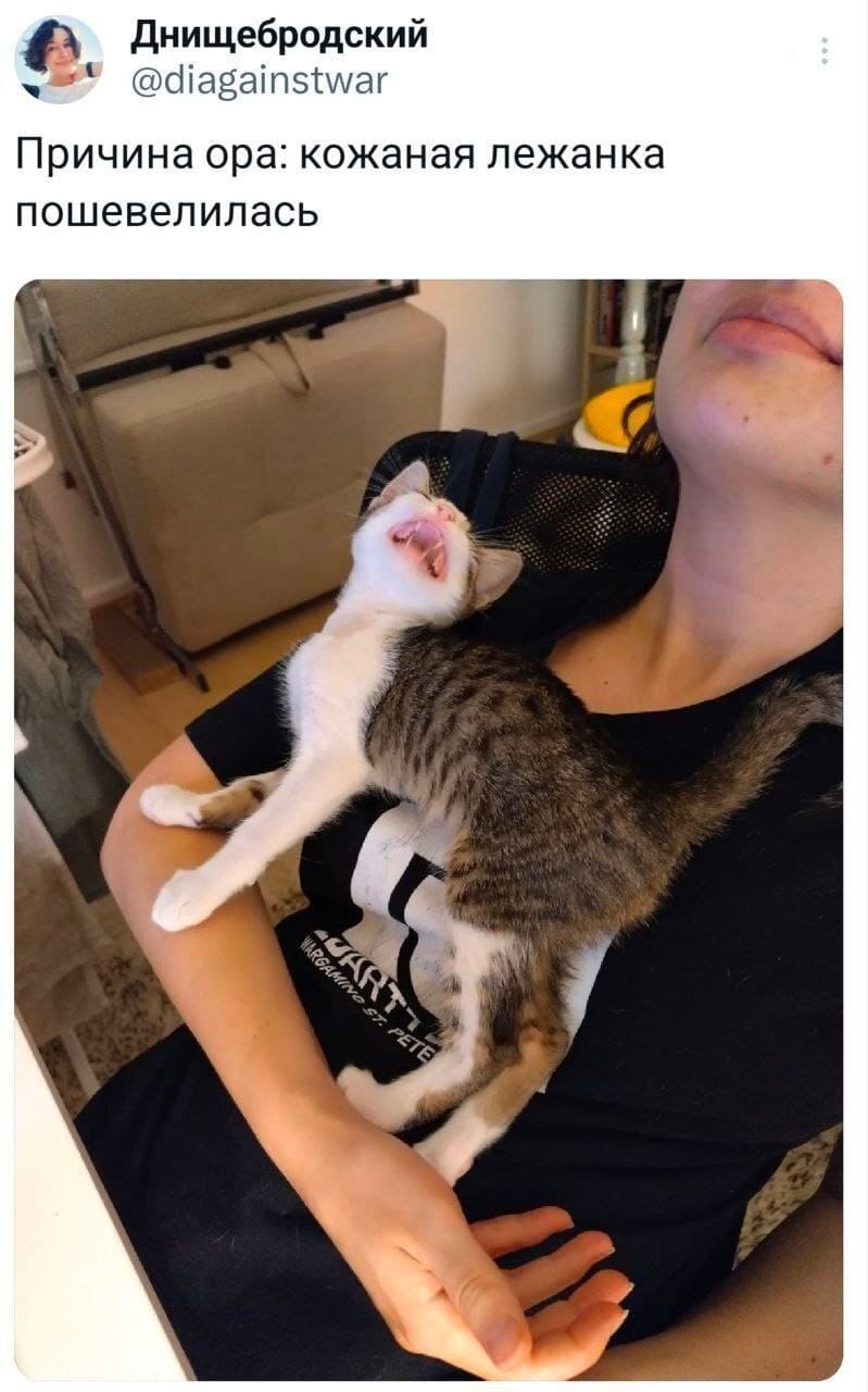 Причина ора: кожаная лежанка пошевелилась.
