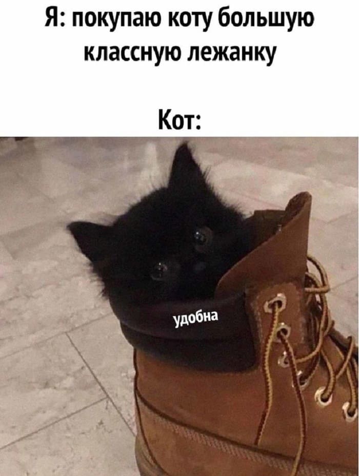 Я: Покупаю коту большую классную лежанку.
Кот: *Идеально*