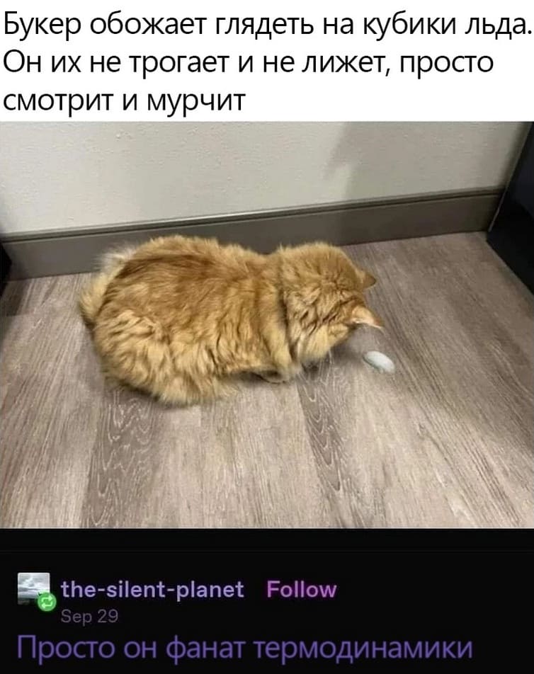 Букер обожает глядеть на кубики льда. Он их не трогает и не лижет, просто смотрит и мурчит.
– Просто он фанат термодинамики.