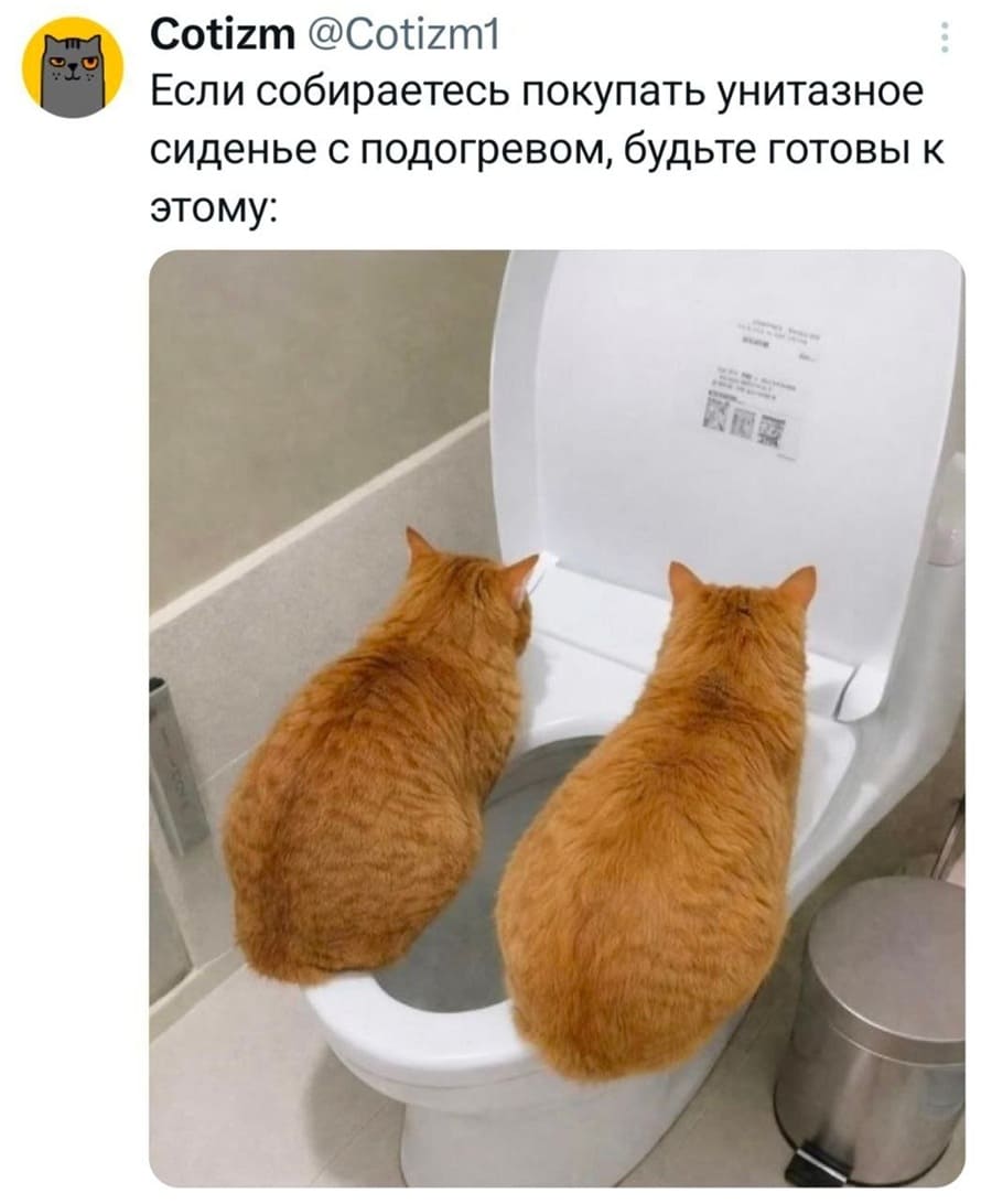 Если собираетесь покупать унитазное сиденье с подогревом, будьте готовы к этому: *коты сидящие на унитазе с подогревом*