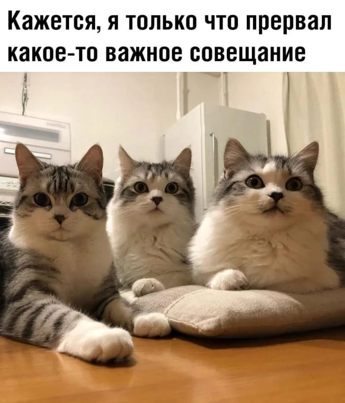 *Кажется, я только что прервал какое-то важное совещание*