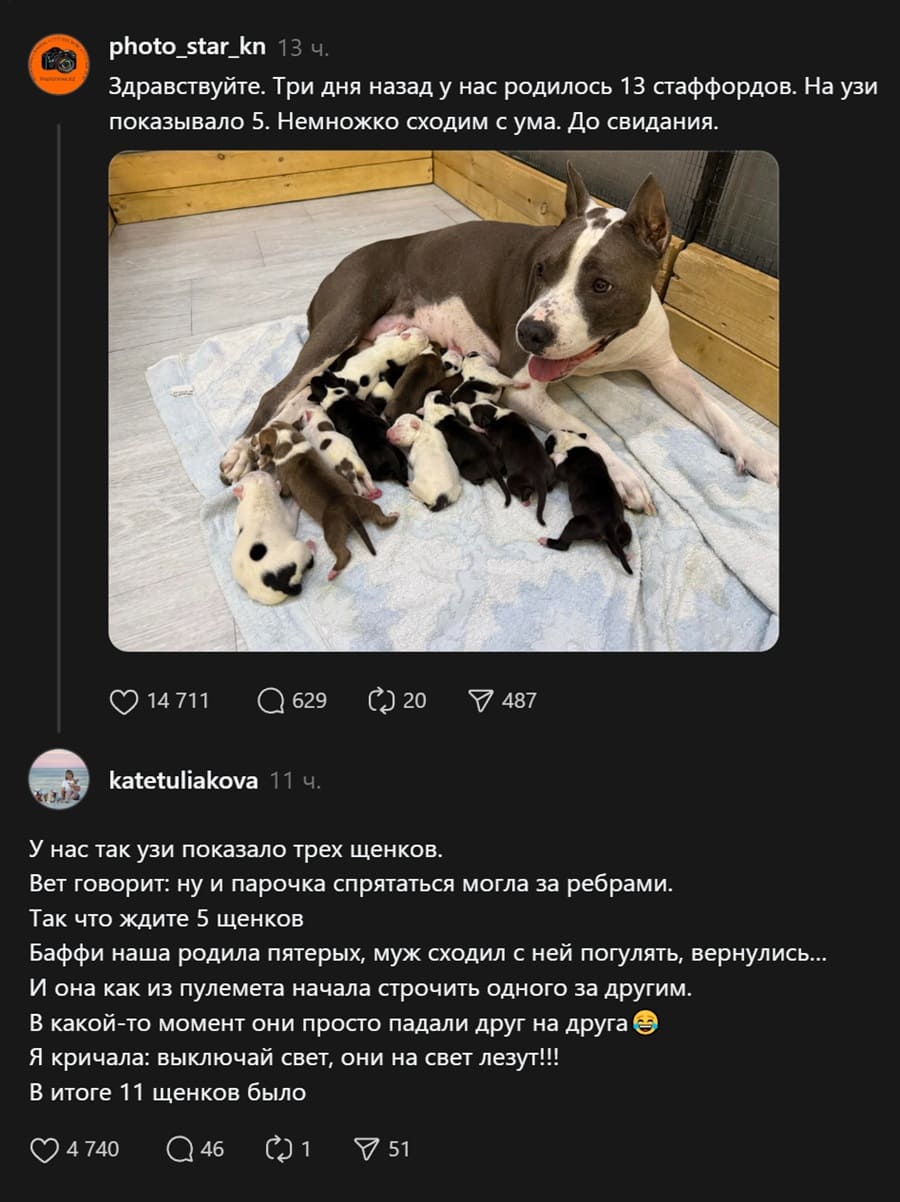 – Здравствуйте. Три дня назад у нас родилось 13 стаффордов. На узи показывало 5. Немножко сходим с ума. До свидания.
– У нас так узи показало трех щенков. Вет говорит: ну и парочка спрятаться могла за ребрами. Так что ждите 5 щенков. Баффи наша родила пятерых, муж сходил с ней погулять, вернулись... И она как из пулемета начала строчить одного за другим.В какой-то момент они просто падали друг на друга. Я кричала: выключай свет, они на свет лезут!!! В итоге 11 щенков было.