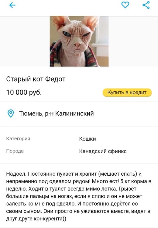 Объявление о продаже кота на Авито. Надоел. Постоянно пукает и храпит (мешает спать) и непременно под одеялом рядом! Много ест! 5 кг корма в неделю. Ходит в туалет всегда мимо лотка. Грызёт большие пальцы на ногах, если я сплю и он не может залезть ко мне под одеяло. И постоянно дерётся со своим сыном. Они просто не уживаются вместе, видят в друг друге конкурента.