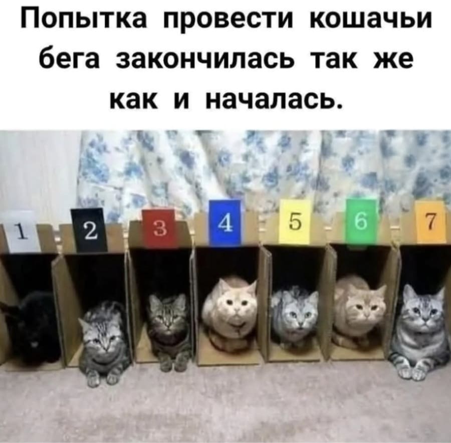 Попытка провести кошачьи бега закончилась так же как и началась.
