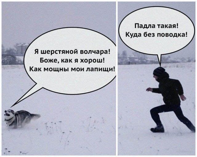 – Я шерстяной волчара! Боже, как я хорош! Как мощны мои лапищи!
– Падла такая! Куда без поводка!