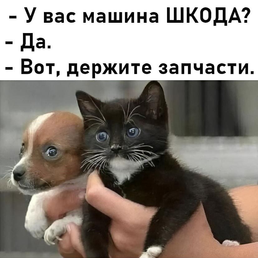 – У вас машина ШКОДА?
– Да.
– Вот, держите запчасти.