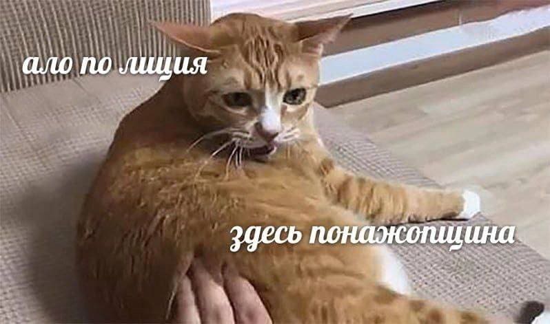 Кот:
– Ало! Полиция! Здесь Понажопщина!!!