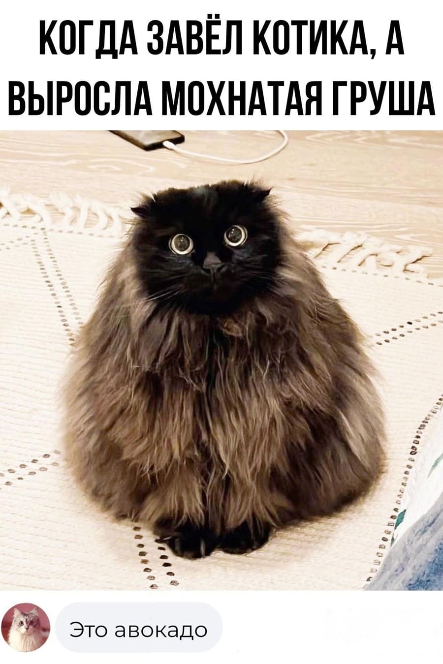 *КОГТ ЗАВЁЛ КОТИКА, А ВЫРОСЛА МОХНАТАЯ ГРУША*
– Это авокадо!