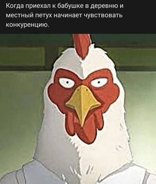 Когда приехал к бабушке в деревню и местный петух начинает чувствовать конкуренцию.
