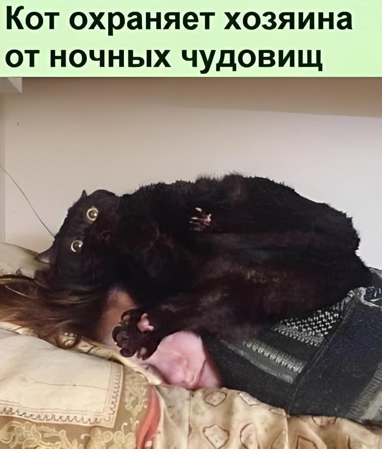 *Кот охраняет хозяина от ночных чудовищ*