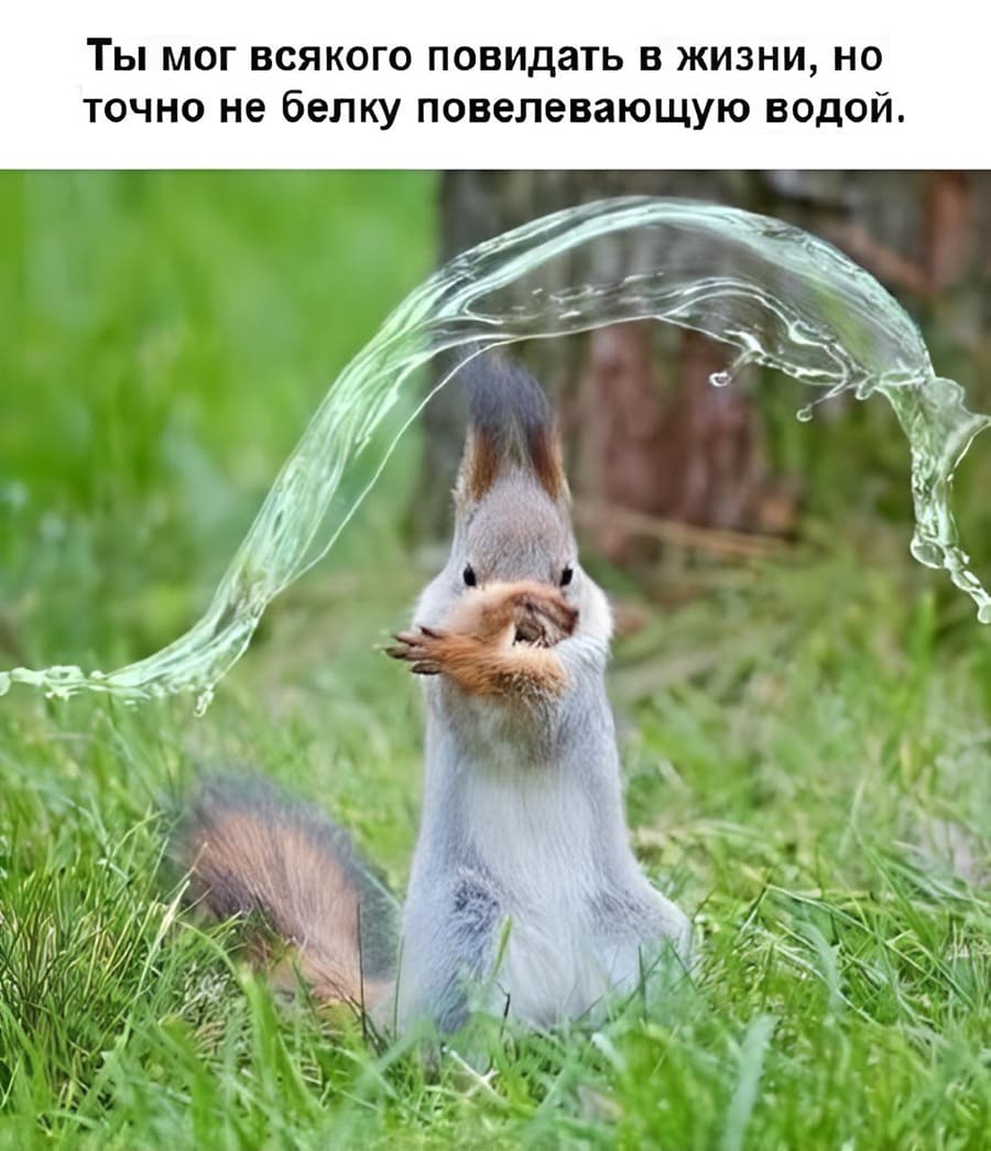 Ты мог всякого повидать в жизни, но точно не белку повелевающую водой.