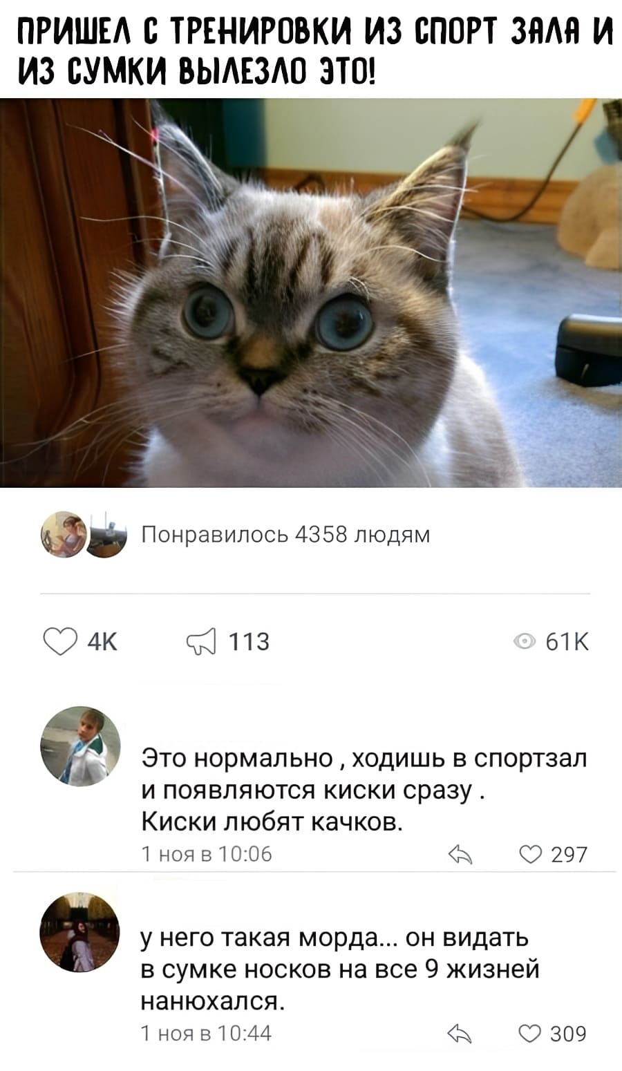 *ПРИШЁЛ С ТРЕНИРОВКИ ИЗ СПОРТЗАЛА И ИЗ СУМКИ ВЫЛЕЗЛО ЭТО (КОТ)!*
– Это нормально‚ ходишь в спортзал и появляются киски сразу. Киски любят качков.
– У него такая морда... он видать в сумке носков на все 9 жизней нанюхался.