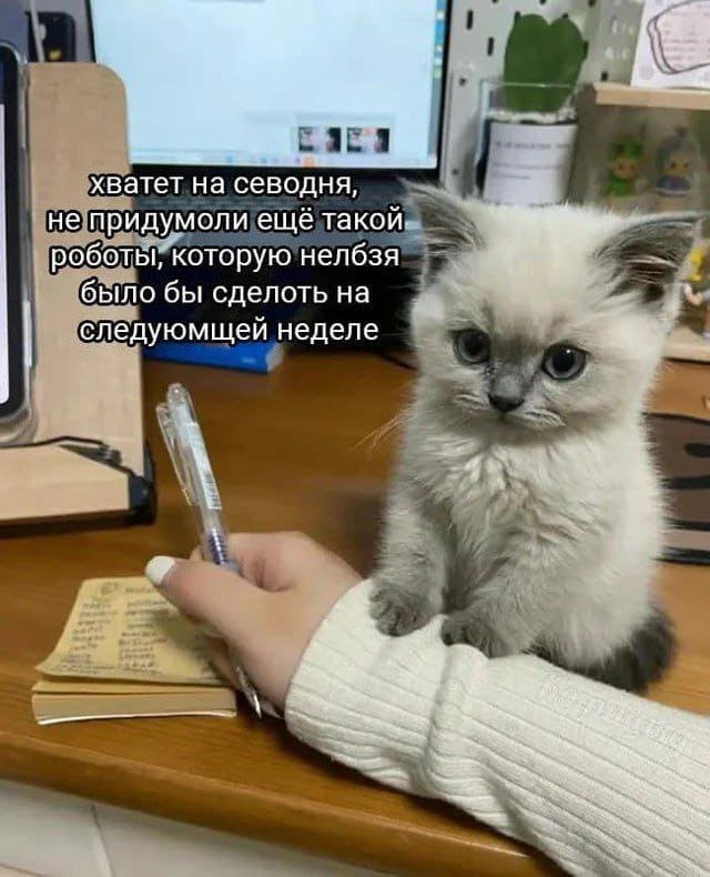 Котик говорит работающей хозяйке:
*Хватит на сегодня, не придумали ещё такой работы, которую нельзя было бы сделать на следующей неделе*