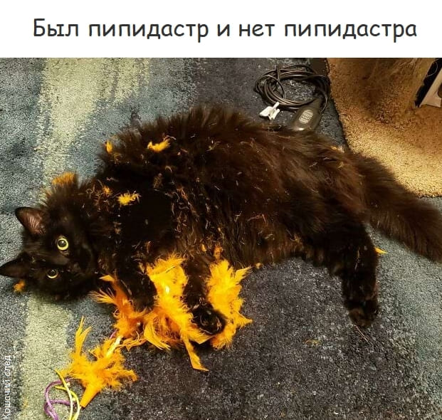 *Был пипидастр и нет пипидастра*