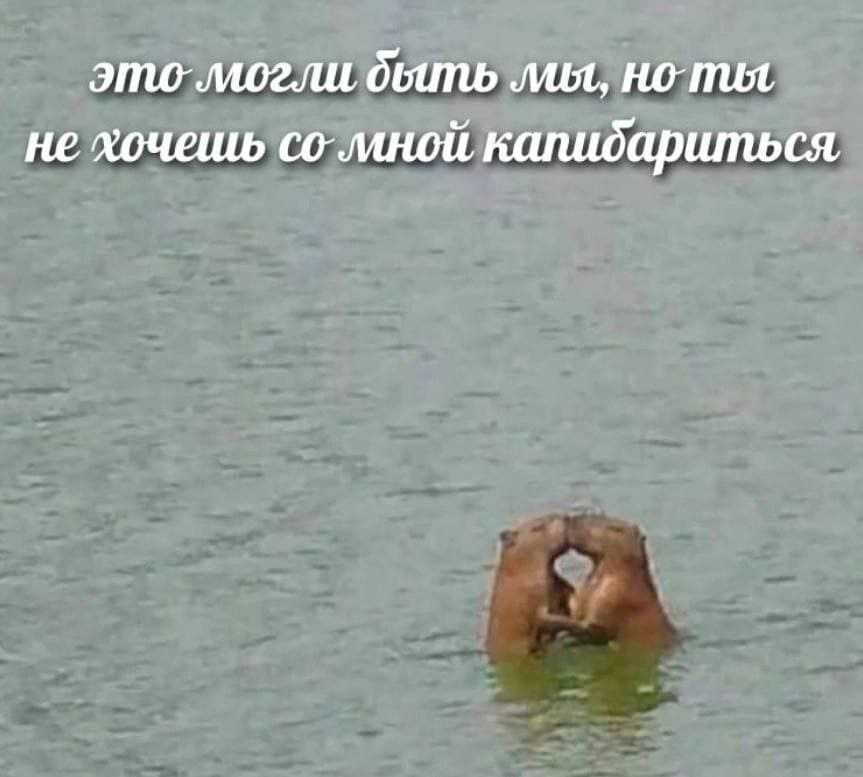 *Это могли быть мы с тобой, но ты не хочешь со мной капибариться*
