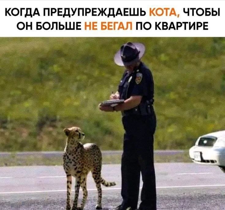 *Когда предупреждаешь кота, чтобы он больше не бегал по квартире*