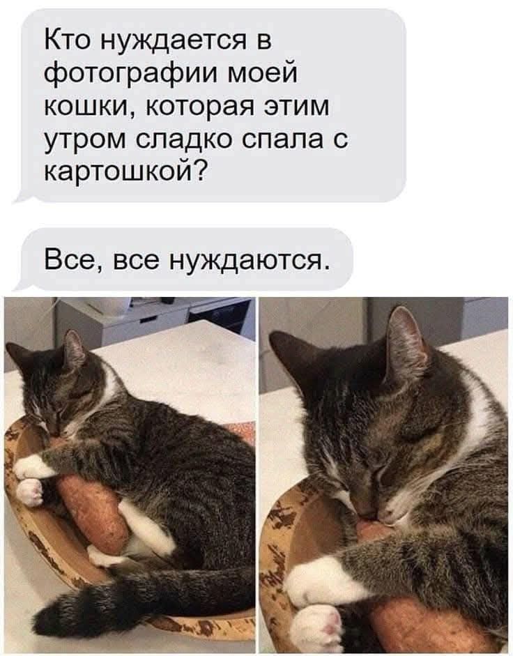 Кто нуждается в фотографии моей кошки, которая этим утром сладко спала с картошкой?
Все, все нуждаются.