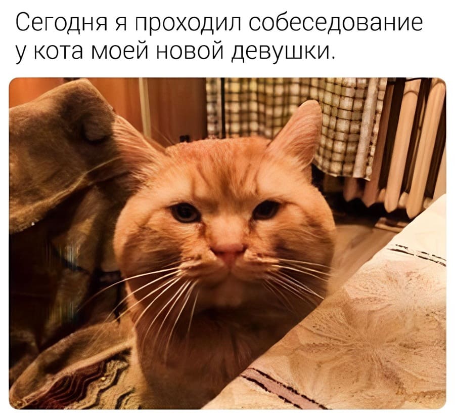 Сегодня я проходил собеседование у кота моей новой девушки.