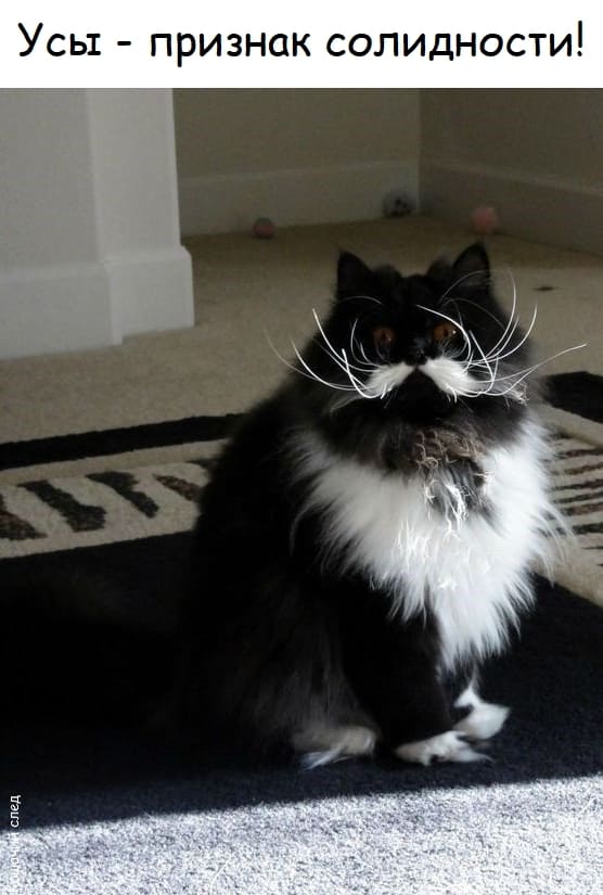 *Усы признак солидности!*