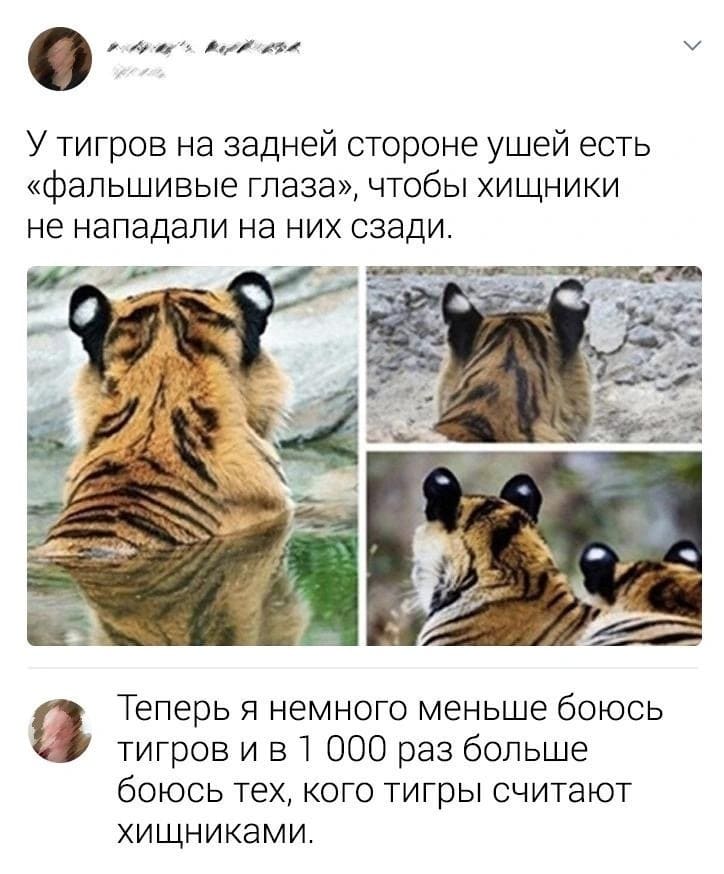 – У тигров на задней стороне ушей есть «фальшивые глаза», чтобы хищники не нападали на них сзади.
– Теперь я немного меньше боюсь тигров и в 1 000 раз больше боюсь тех, кого тигры считают хищниками.
