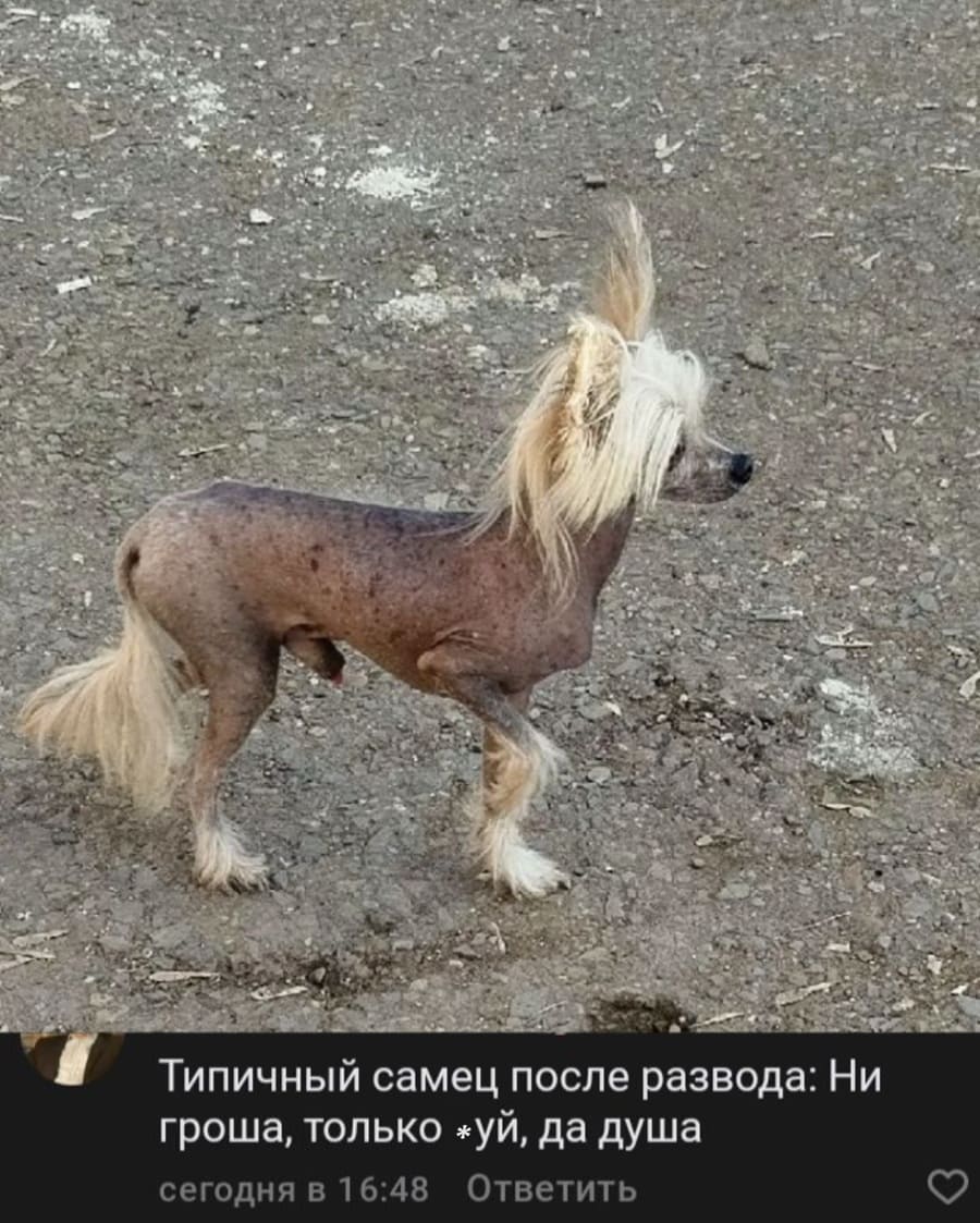 Типичный самец после развода: Ни гроша, только х*й, да душа.