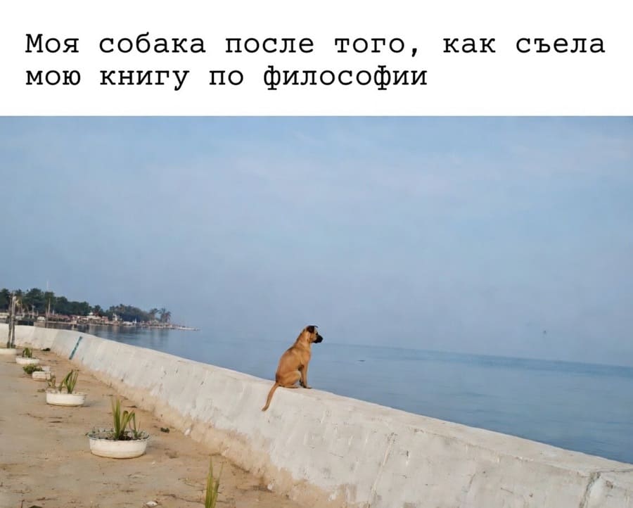 *Моя собака после того, как съела мою книгу по философии*