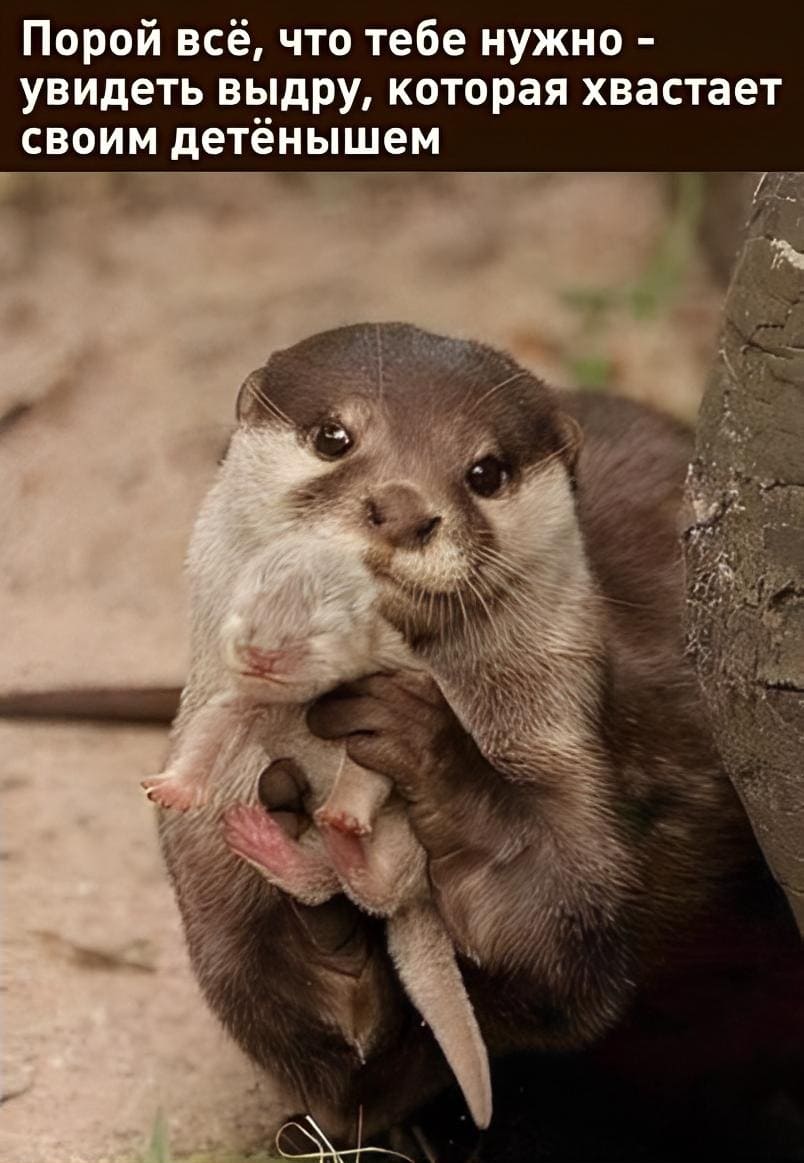 Порой всё, что тебе нужно — увидеть выдру, которая хвастает своим детёнышем.