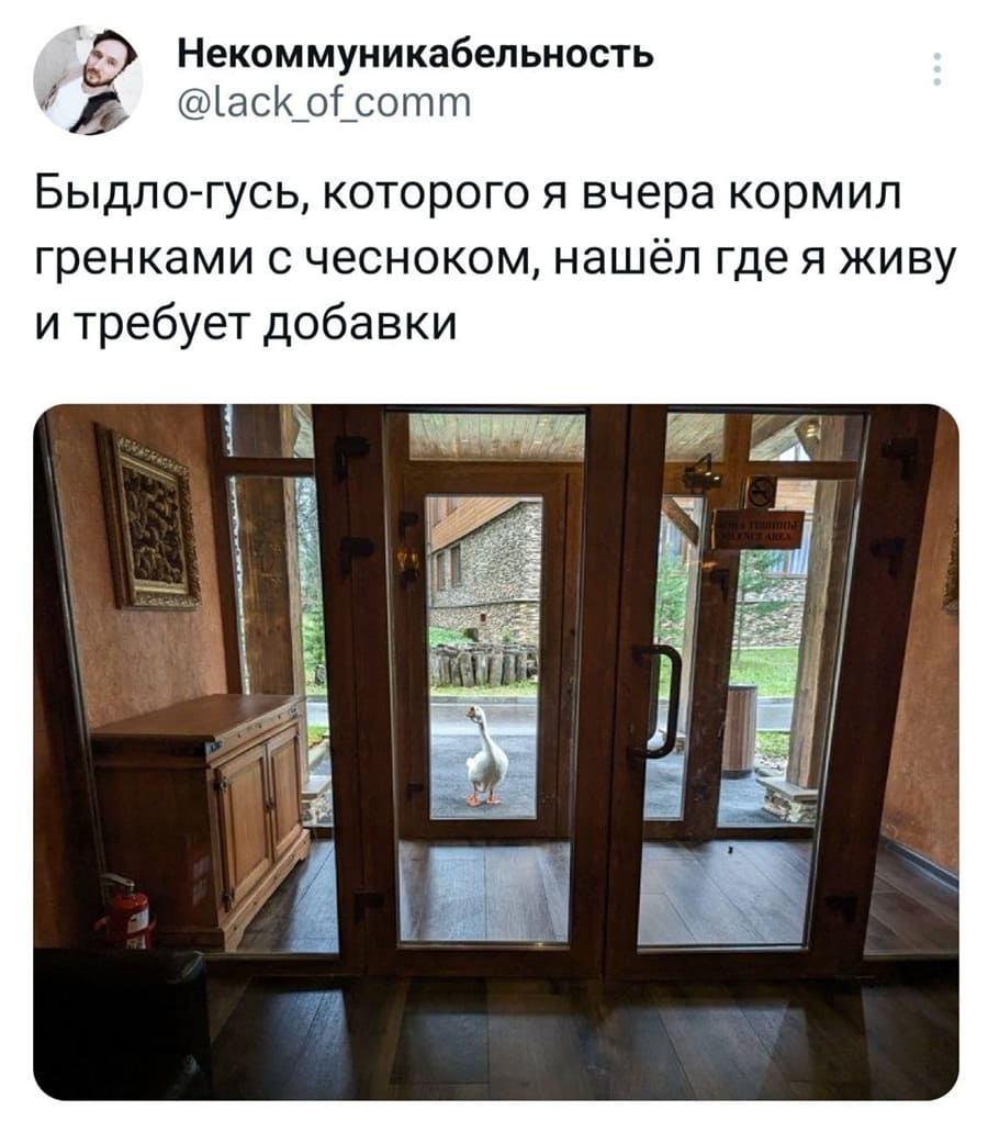 Быдло-гусь, которого я вчера кормил гренками с чесноком, нашёл где я живу и требует добавки.