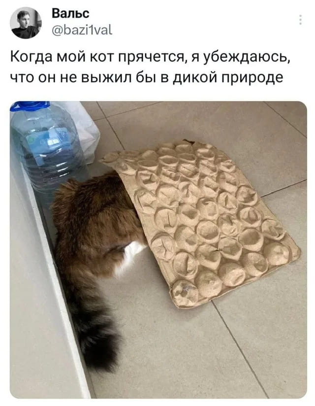 Когда мой кот прячется, я убеждаюсь, что он не выжил бы в дикой природе.