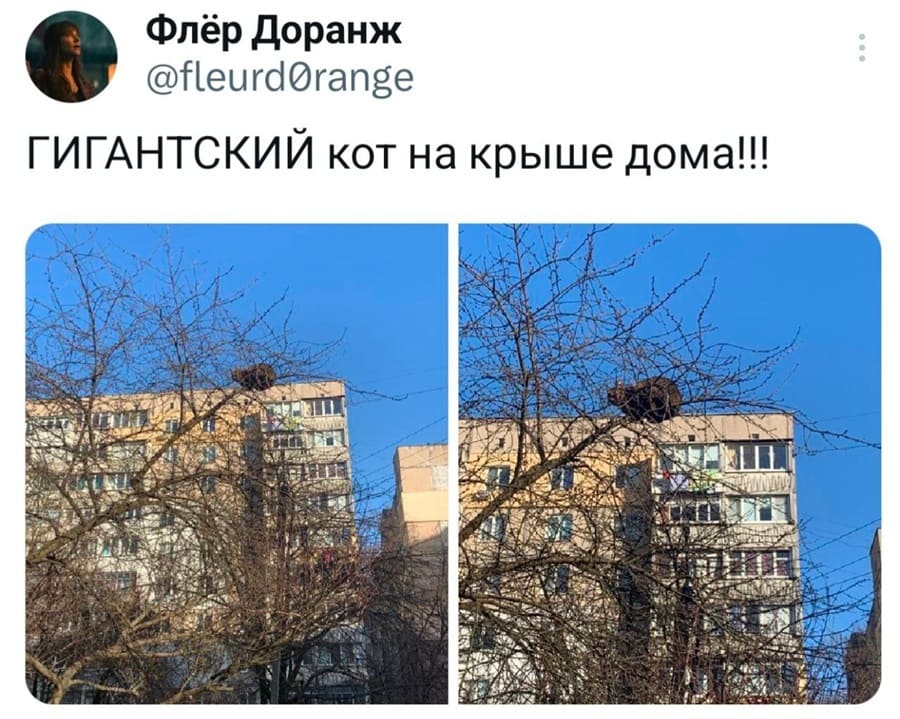 *ГИГАНТСКИЙ кот на крыше дома!!!*