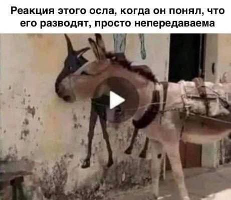 Реакция этого осла, когда он понял, что его разводят, просто непередаваема.