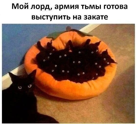 Мой лорд, армия тьмы готова выступить на закате!