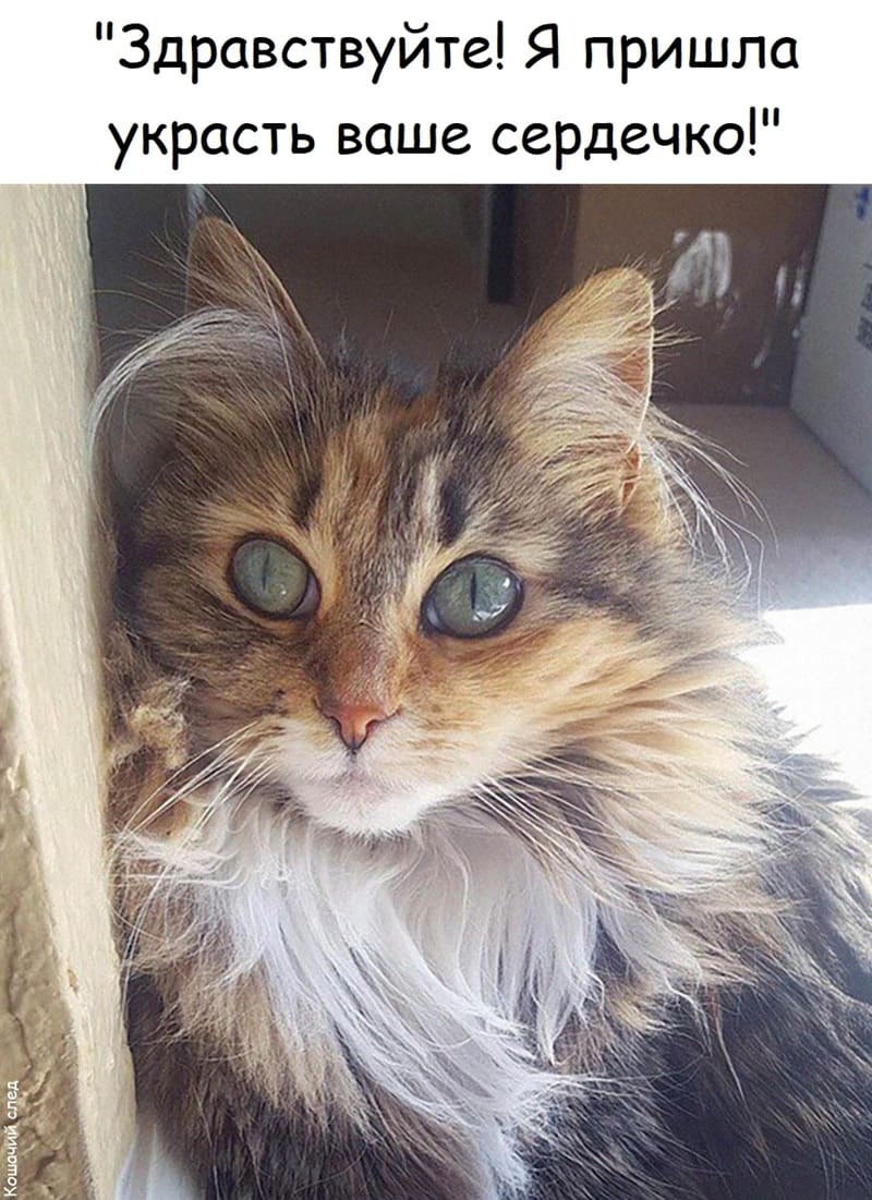 «Здравствуйте! Я пришла украсть ваше сердечко!»