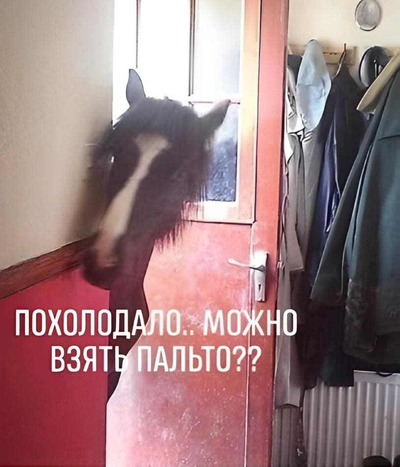 Конь:
– Похолодало.. Можно взять пальто?