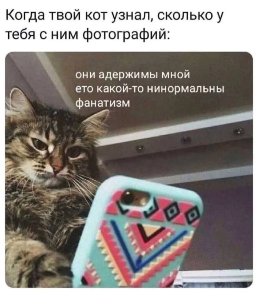 Когда твой кот узнал, сколько у тебя с ним фотографий:
*они адержимы мной ето какой-то нинормальны фанатизм*