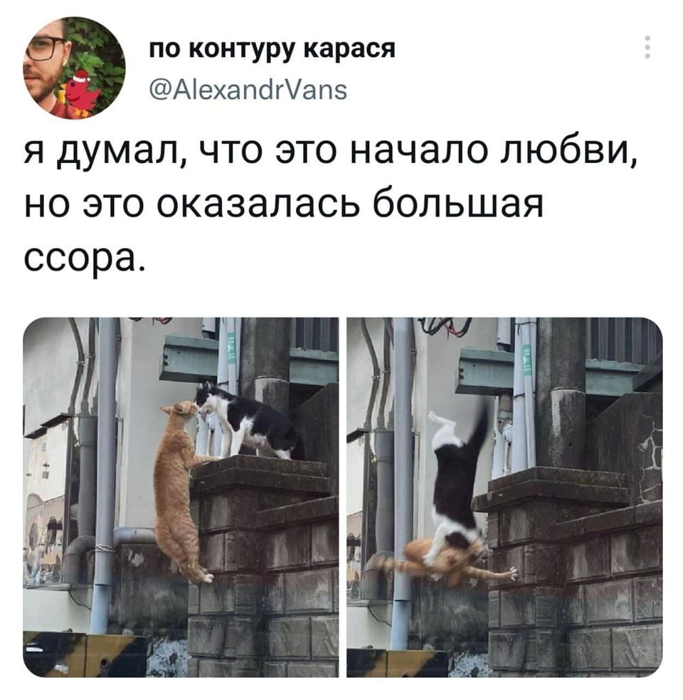 Я думал, что это начало любви, но это оказалась большая ссора.
*Котодрака*