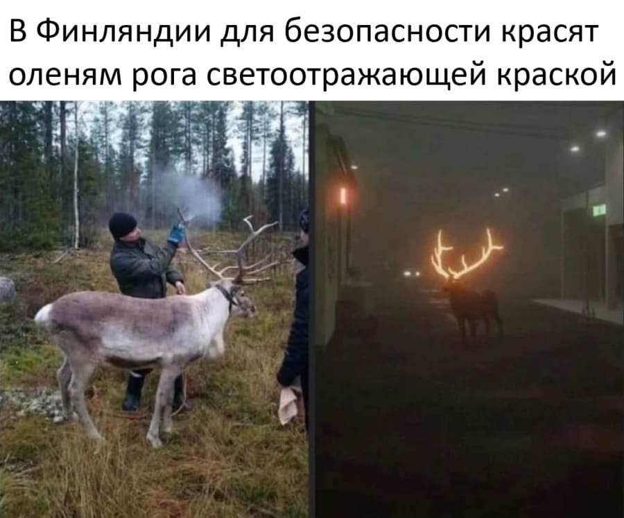 В Финляндии для безопасности красят у оленей рога светоотражающей краской.