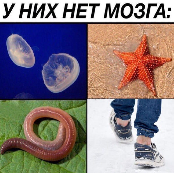 *У них нет мозга*