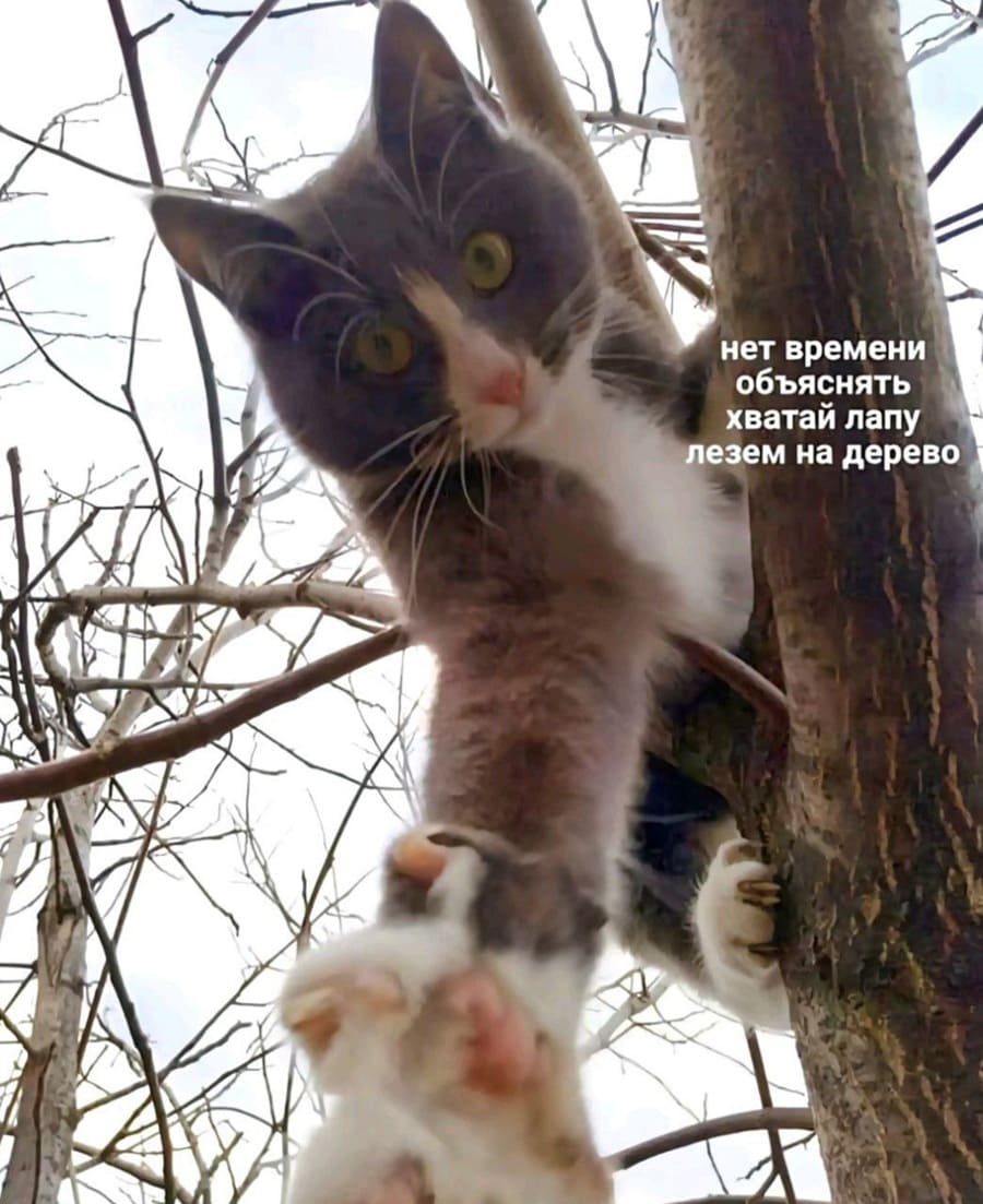 Котик на дереве:
– Нет времени объяснять, хватай лапу, лезем на дерево!
