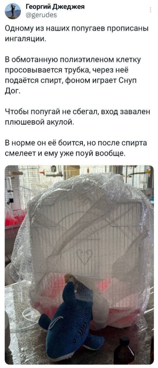 Одному из наших попугаев прописаны ингаляции.
В обмотанную полиэтиленом клетку просовывается трубка. через неё подаётся спирт. фоном играет Снуп Дог, чтобы попугай не сбегал, вход завален плюшевой акулой.
В норме он её боится, но после спирта смелеет и ему уже поуй вообще